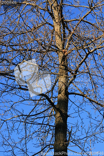 Image of Tree witout leafs