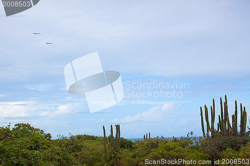 Image of Coast of Barbuda