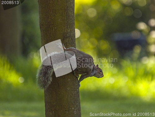 Image of Squirrel