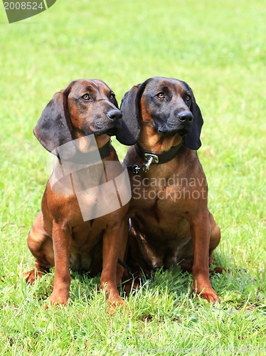 Image of Two Bavarian Mountain Scenthound dogs