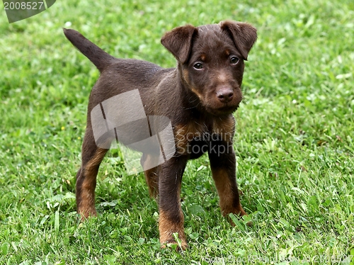 Image of German Hunting Terrier puppy 