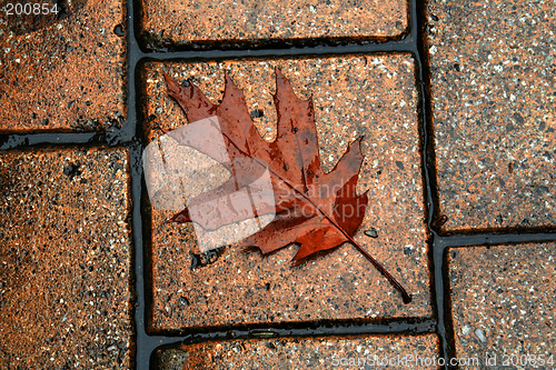 Image of Wet leaf on the street