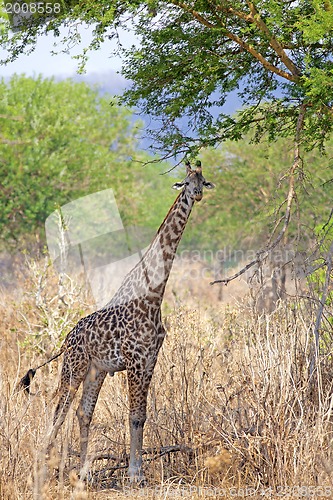 Image of Wild Giraffe