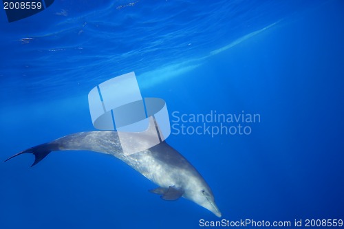 Image of Wild Dolphins