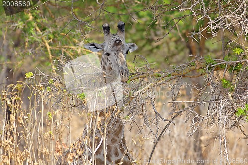 Image of Wild Giraffe