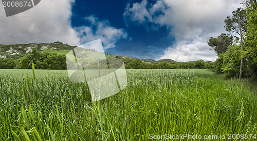 Image of Green field under blue sky. Beautiful nature background