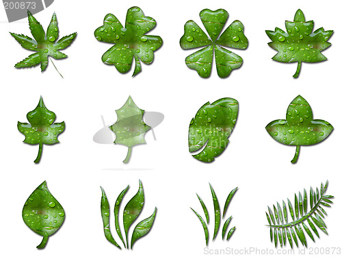 Image of Green leafs