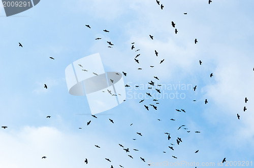 Image of A large group of crows