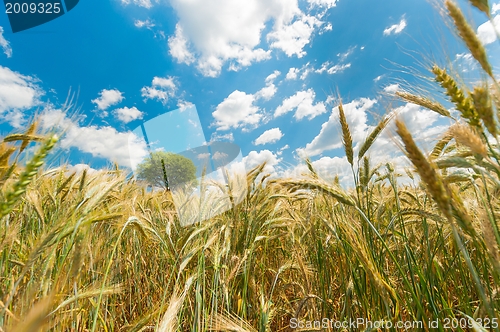 Image of Dry wheat closeup photo