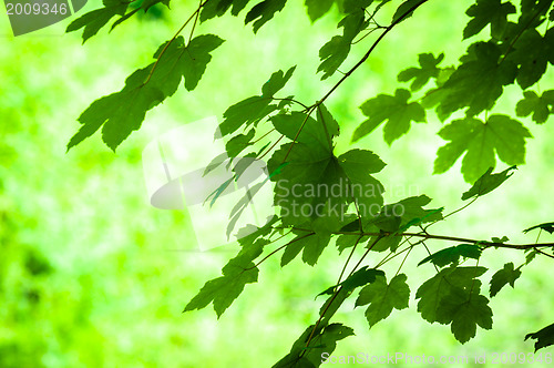 Image of Fresh leaves with blurry background