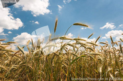 Image of Dry wheat closeup photo