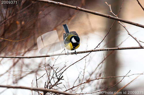 Image of Small bird sitting on branch