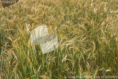 Image of Dry wheat closeup photo