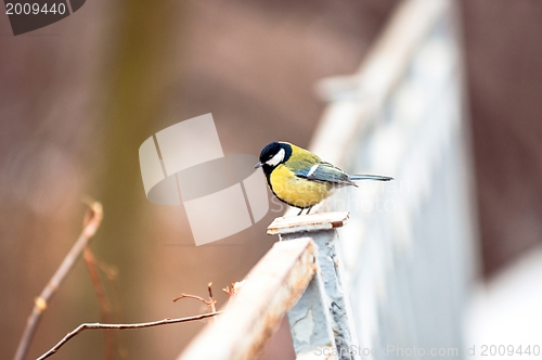 Image of Small bird sitting on branch