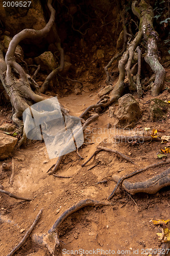 Image of Roots of a tree