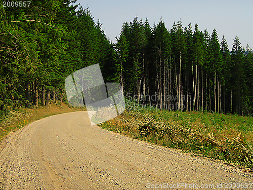 Image of Forest Landscape