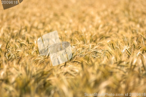 Image of Dry wheat closeup photo