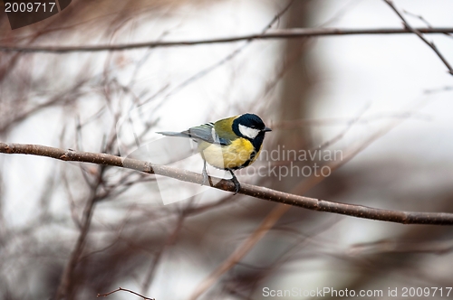 Image of Small bird sitting on branch