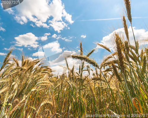 Image of Dry wheat closeup photo