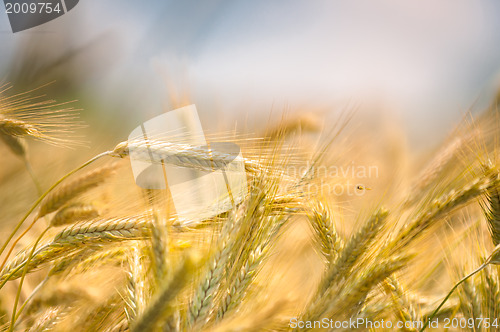 Image of Dry wheat closeup photo