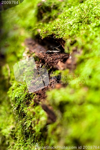 Image of Moss on tree trunk