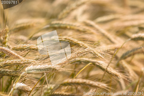 Image of Dry wheat closeup photo