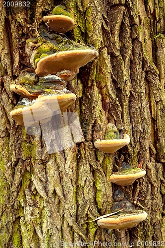 Image of autumn mushroom