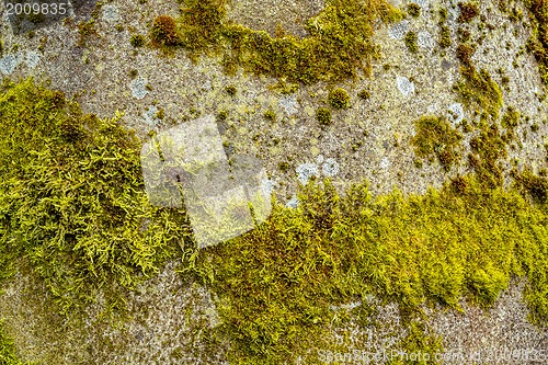 Image of grunge autumn background  with green moss