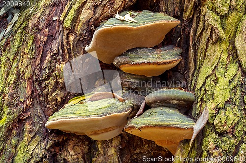 Image of autumn mushroom