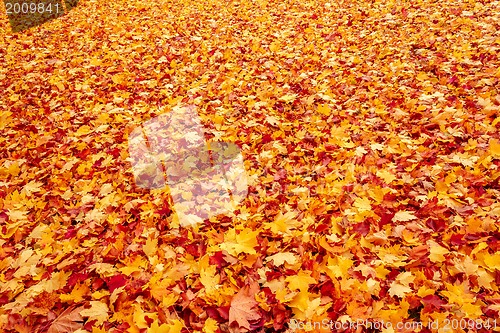 Image of Fall orange and red autumn leaves on ground