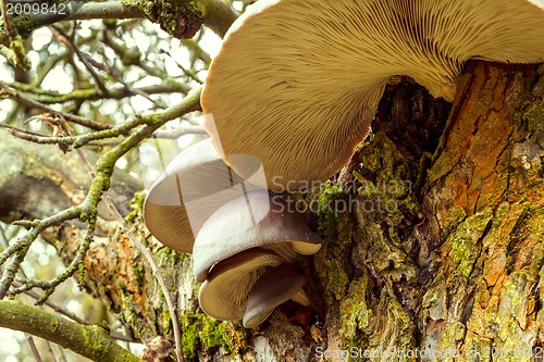 Image of autumn mushroom on tree