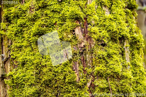 Image of grunge autumn background  with green moss