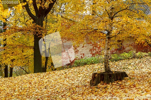 Image of Color composition in autumn park