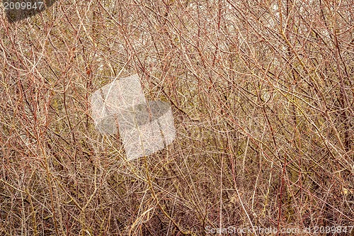 Image of autumn or spring branches without leaves