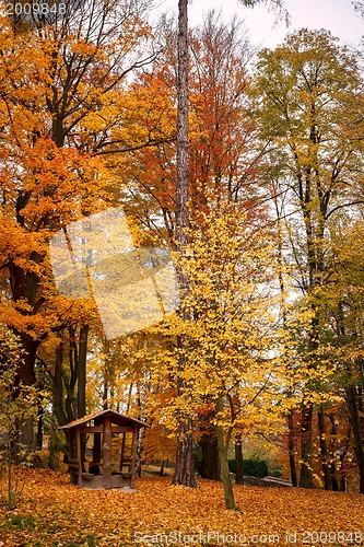 Image of Autumn in park with yellow leaves on ground