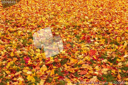 Image of Fall orange and red autumn leaves on ground