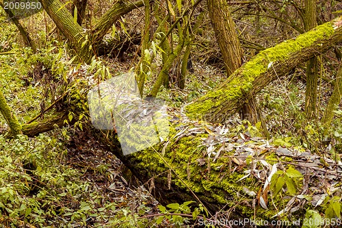 Image of Bright Green Moss (bryophytes) on tree trunks