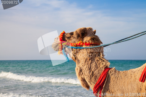 Image of Camel's portrait with sea background