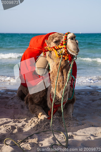 Image of Camel sitting over sea background 