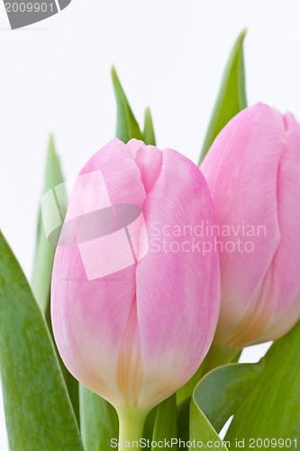 Image of pink tulips
