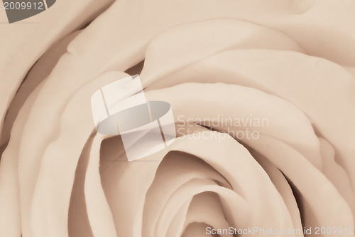 Image of white rose close up