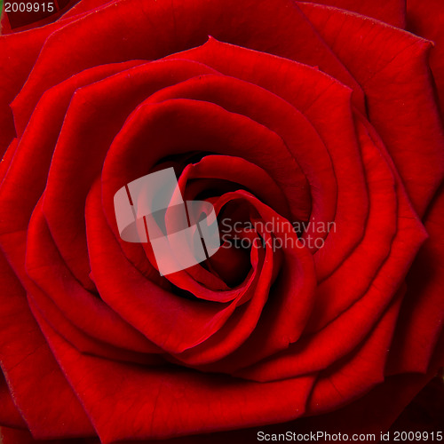 Image of red rose