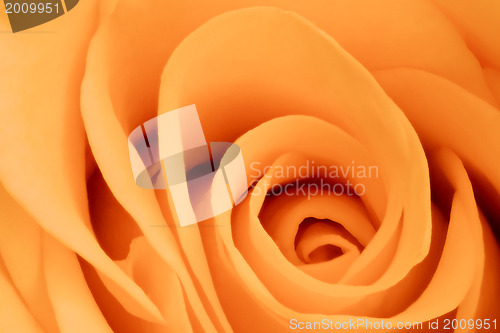 Image of orange rose close up