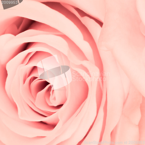 Image of pink rose close up