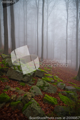 Image of misty forest