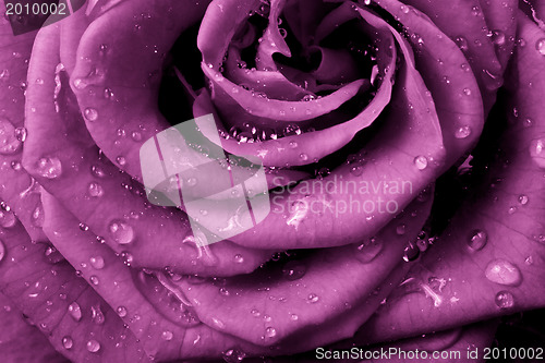 Image of pink rose