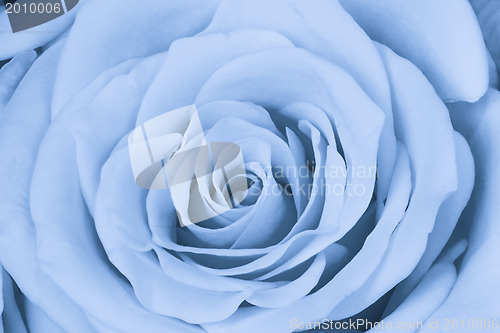 Image of blue rose close up