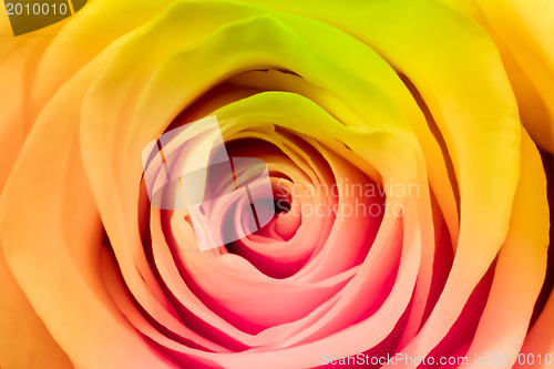 Image of multicolor rose