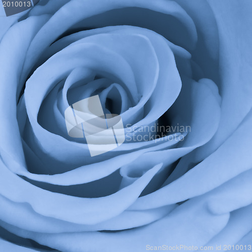 Image of blue rose close up