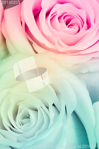 Image of multicolor rose